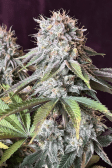 Instagram Orange Sherbet FF