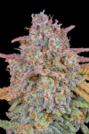 Instagram Cherry Cola Auto