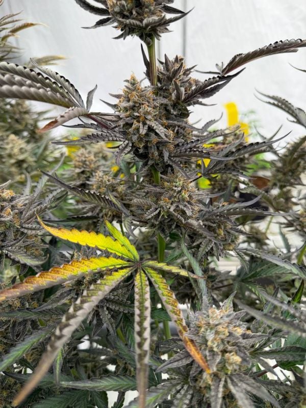 Instagram Cheese Auto