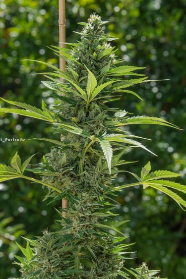 Instagram Orange Sherbet Auto