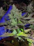 Instagram Guava Auto RF3™