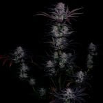 Instagram Mendo Frost Auto™
