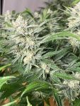 Instagram Cherry Cola Auto RF3™