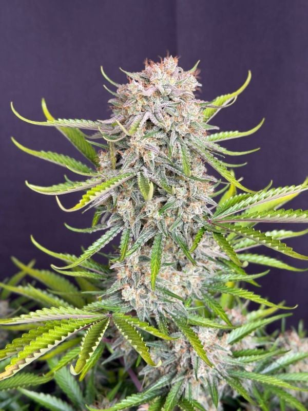 Instagram Cinderella Auto