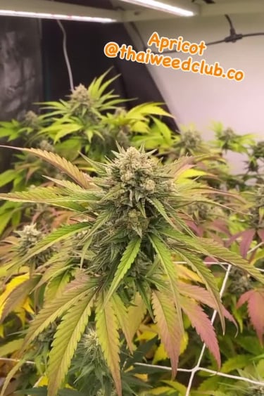Apricot Auto
