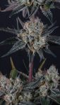 Instagram Guava Runtz Auto™