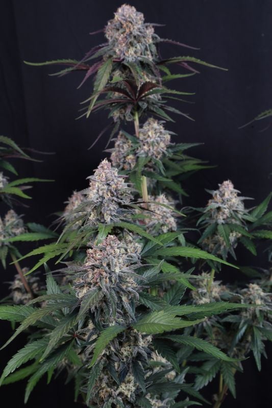 Instagram Lemon Cherry Sundae Auto