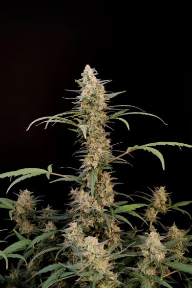 Instagram Critical Auto