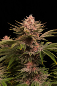 Instagram GG4 Sherbet FF