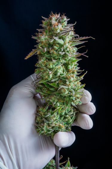 Instagram Kosher Cake Auto