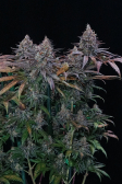 Instagram Tropicana Cookies FF