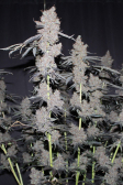 Instagram Purple Lemonade FF