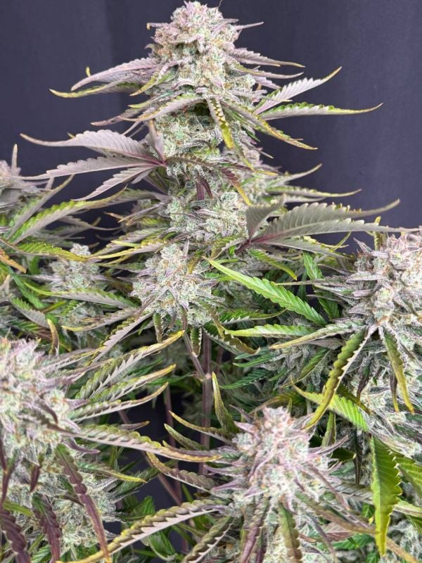 Instagram Cinderella Auto