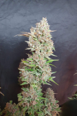 Instagram Gorilla Cookies Auto