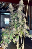 Instagram Papaya Sherbet™