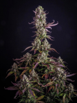 Instagram Gorilla Z Auto