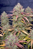 Instagram Gorilla Cookies Auto