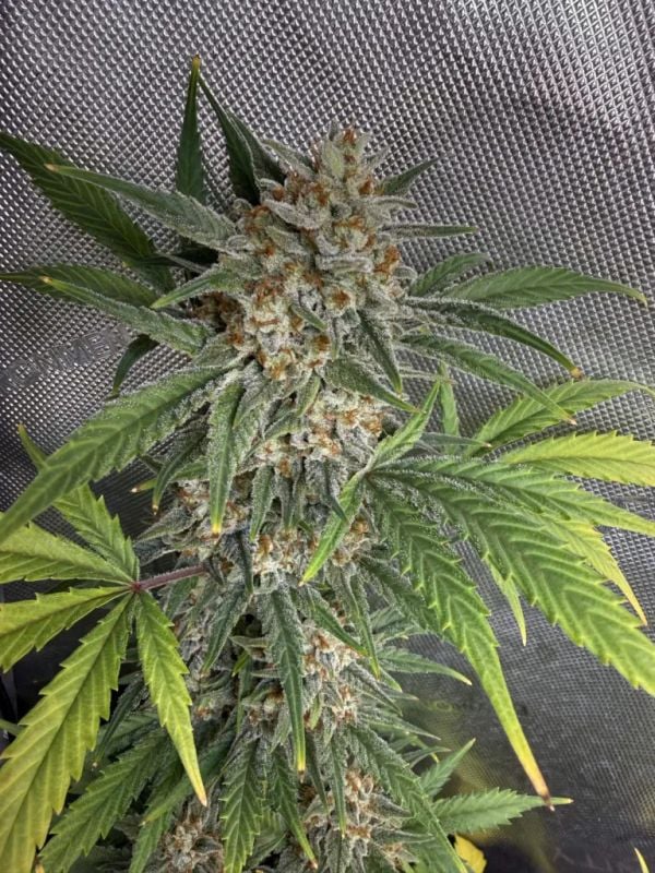 Instagram Blueberry Auto
