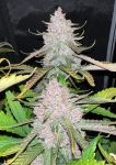 Instagram Papaya Cookies Auto™