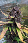 Instagram Lemon Cherry Cookies Auto