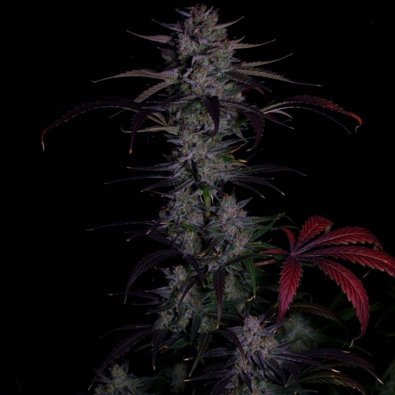 AUTO | Banana Guava Auto™