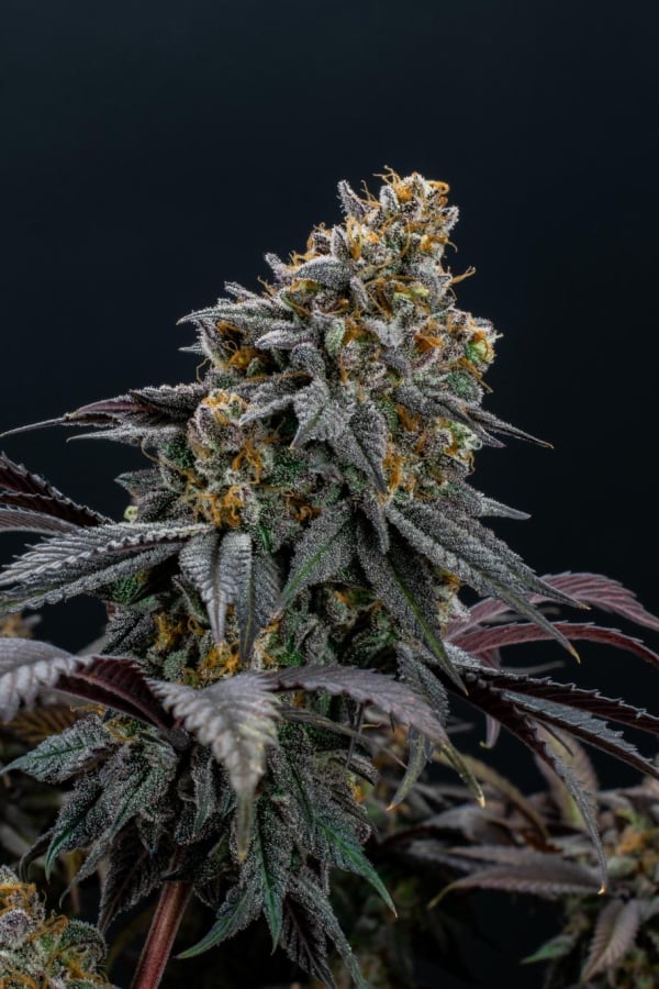 Instagram Lemon Cherry Runtz