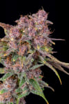 Instagram Gorilla Punch Auto