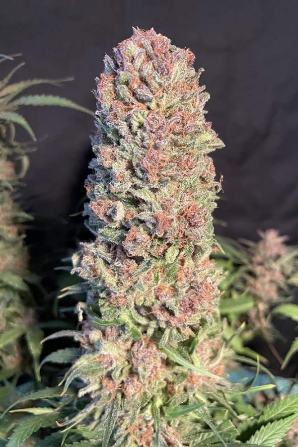 Buy Strawberry Pie Auto Cannabis Seeds Fast Buds