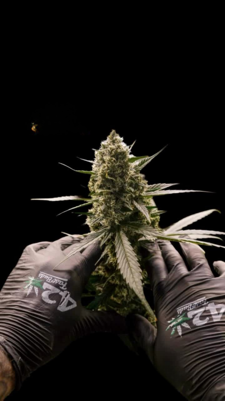 AUTO | Banana Purple Punch Auto RF3™