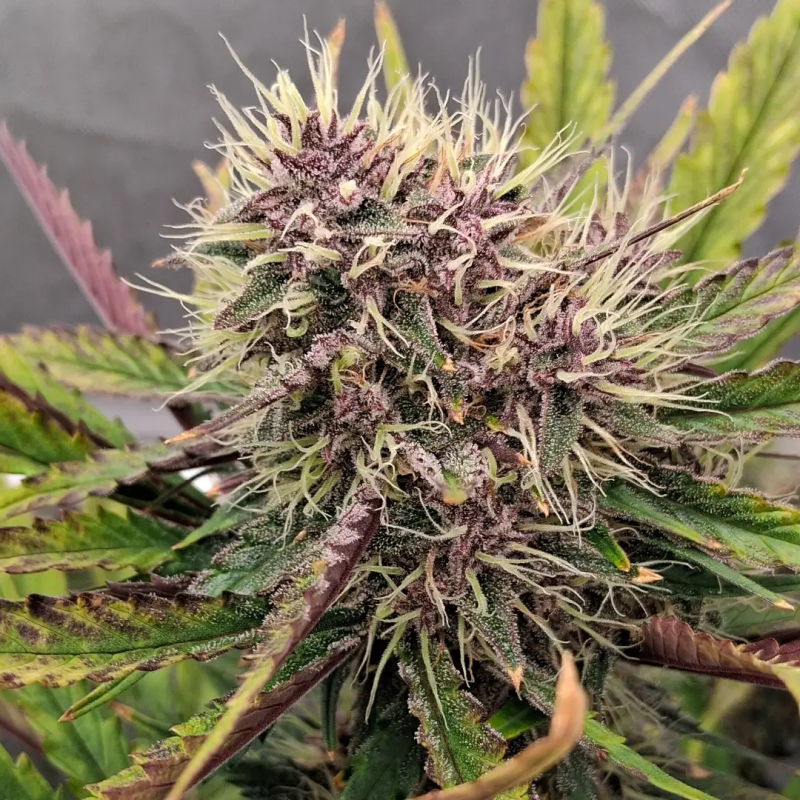 Instagram Guava Runtz Auto