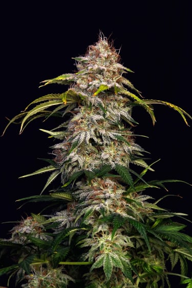 Instagram Sour Diesel Auto