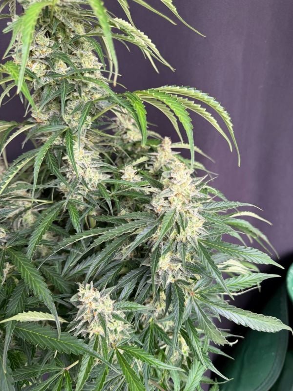 Instagram Northern Lights Auto