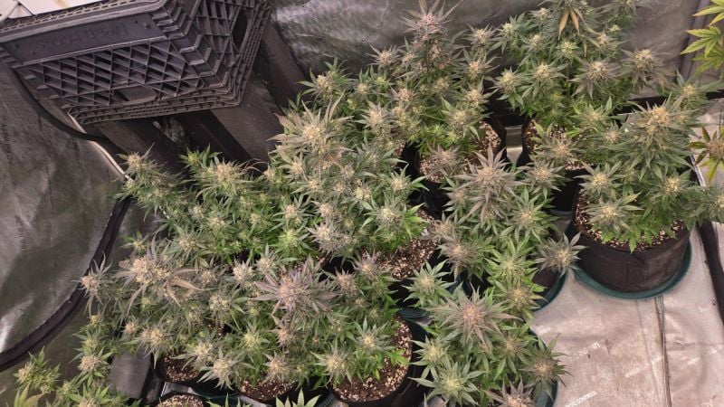 Instagram Mango Frost Auto