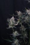 Instagram Guava Runtz Auto™