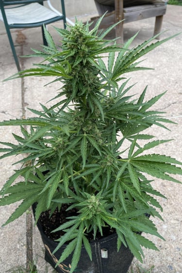 Instagram Chemdawg Auto