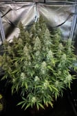 Instagram Sour Jealousy Auto™