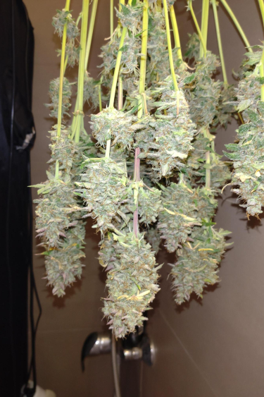 Instagram Papaya Cookies Auto