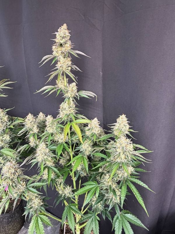 Instagram Skunk Auto