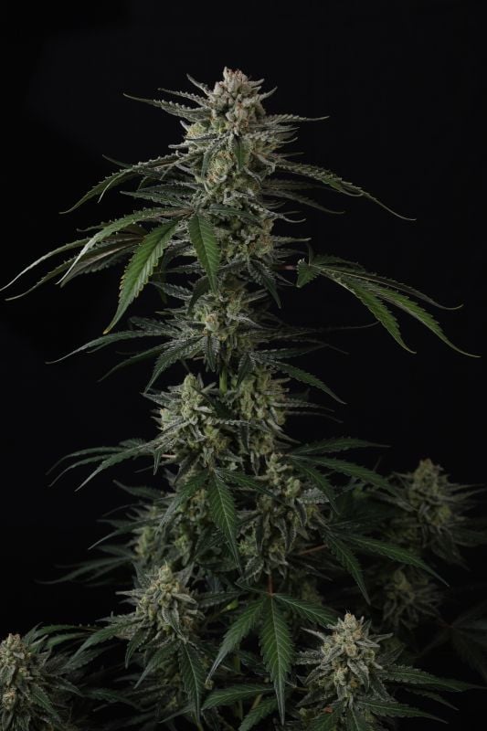 Instagram Banana Guava Auto