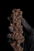 Instagram Gorilla Cookies FF