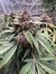 Instagram Banana Purple Punch Auto RF3™