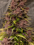 Instagram Purple Punch Auto