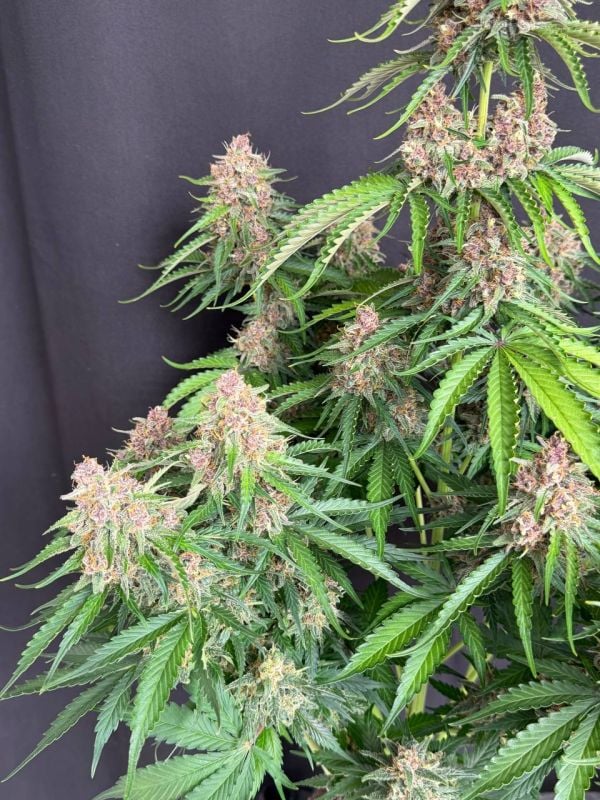Instagram Afghan Kush Auto