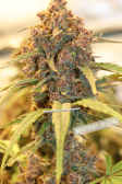 Instagram Banana Purple Punch Auto
