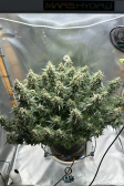 Instagram Sour Jealousy Auto™