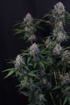 Instagram Lemon Cherry Sundae Auto™