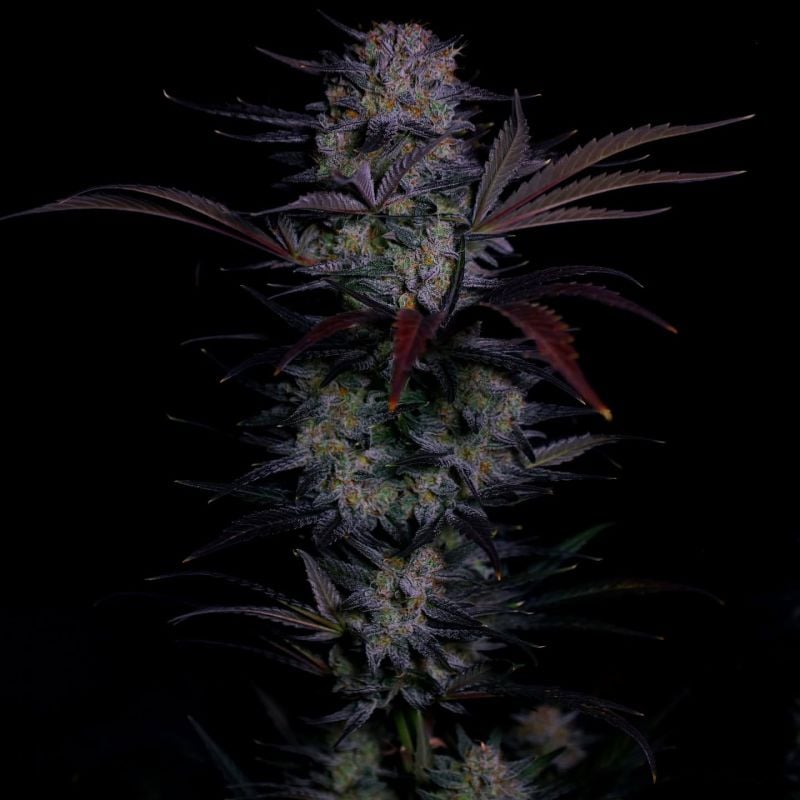 Instagram Mendo Frost Auto