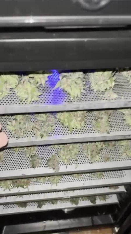 Banana Purple Punch Auto RF3 @bernie DIS 