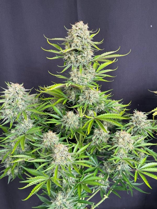 Instagram Cinderella Auto