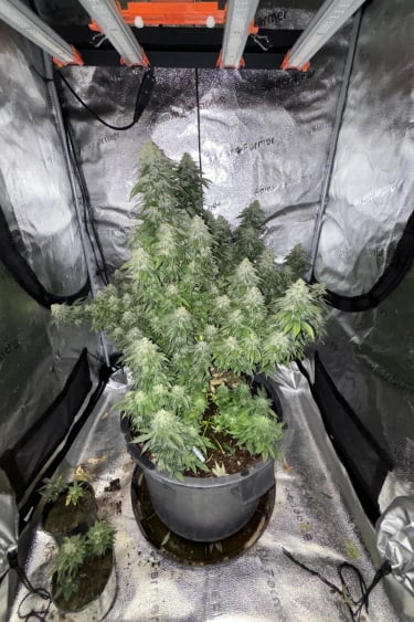 Instagram Bruce Banner Auto